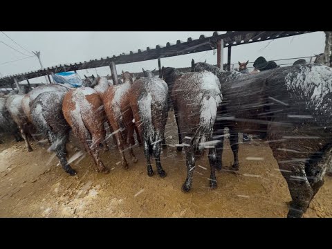 Видео: Жылқы бағасы 22.01.25ж.Шымкент