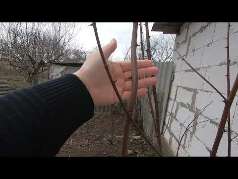 Видео: Пашем, но не сеем!