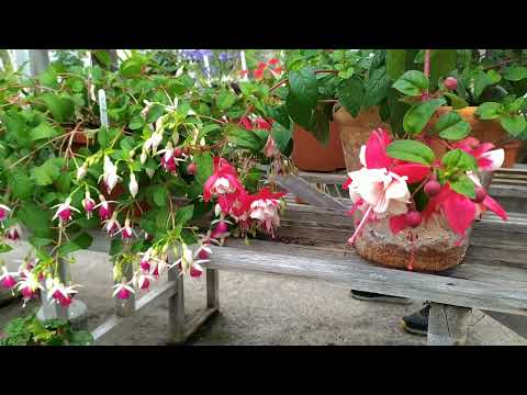 Видео: Fuchsia, geranium, begonia (Фуксия, герань, бегония)