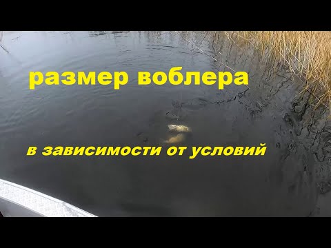 Видео: Размер воблера в зависимости от сезона и условий