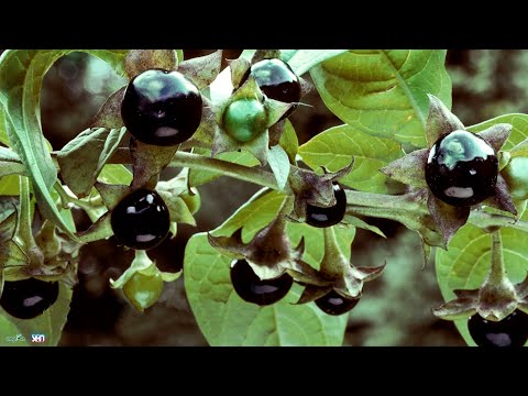 Видео: Ядовитая флора Кавказа