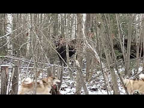 Видео: Встреча с лосями.