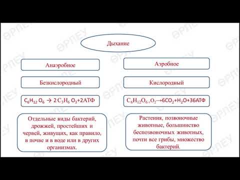 Видео: ІІ - четверть,Биология, 9 класс, Анаэробное и аэробное дыхание.