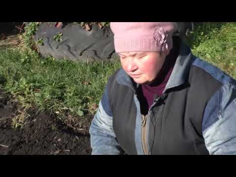 Видео: Посадка под зиму - мой опыт/Planting for winter - my experience