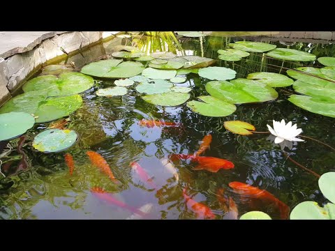 Видео: Ейск🌹Мини пруд с золотыми рыбками ... В гостях у Андрея))