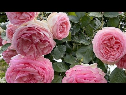 Видео: Обновки для дачи : роза Пьер де Ронсар, гигантские луки🥀🌿🏡