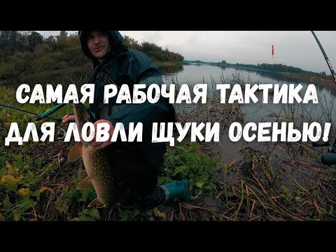 Видео: САМАЯ РАБОЧАЯ ТАКТИКА НА ЩУКУ ОСЕНЬЮ!