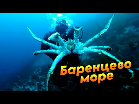 Видео: Пир на Баренцевом море. Северные деликатесы