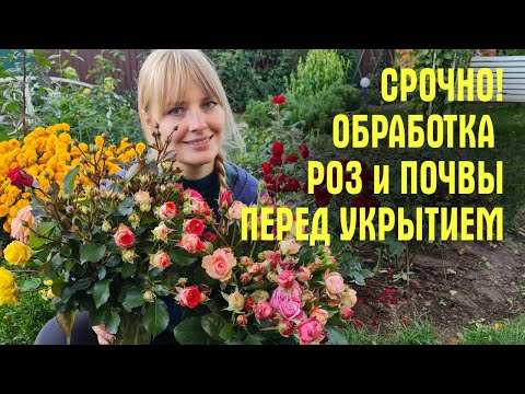 Видео: НЕ НАДЕЛАЙТЕ ОШИБОК! Чем ОБРАБОТАТЬ РОЗЫ и ПОЧВУ перед укрытием и что делать ЕСЛИ РОЗЫ ЗАБОЛЕЛИ