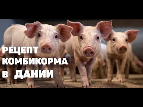 Видео: РЕЦЕПТ КОМБИКОРМА ДЛЯ СВИНЕЙ В ДАНИИ