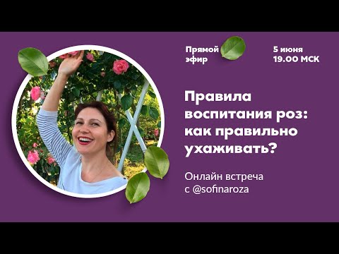 Видео: Как правильно ухаживать за розами: правила воспитания от Софьи Шамрай