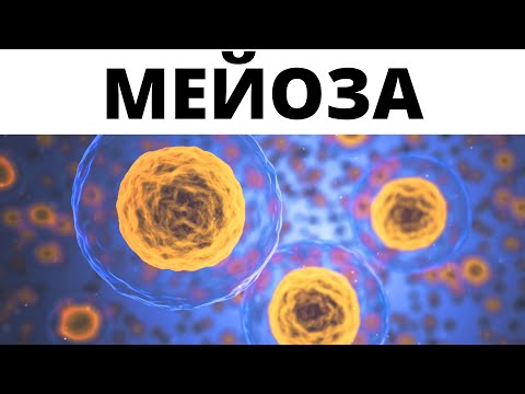 Видео: МЕЙОЗА I РАЗЛИКИ МЕЖДУ МИТОЗА И МЕЙОЗА I МЕЙОЗАТА I ХРОМОЗОМИ I Видео урок на Български