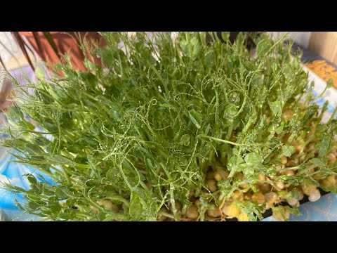 Видео: Как вырастить микрозелень гороха🫛без земли и агроковриков! Микрозелень в домашних условиях.🌱