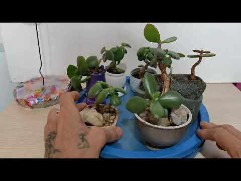 Видео: Денежное дерево, Крассула, Секрет изгиба Бонсай