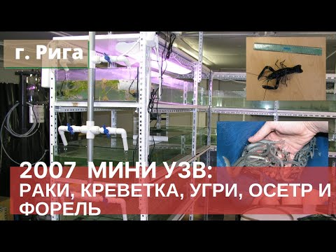 Видео: Выращивание угрей, раков, креветки, форель и осетра в Мини УЗВ 2007 Ч2| Akva Ferma