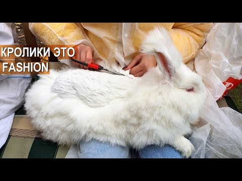 Видео: Арт-Ферма RusAngora. Ангорское кролиководство и Fashion-индустрия
