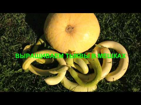 Видео: ВЫРАЩИВАЕМ ТЫКВЫ В МЕШКАХ. Сентябрь 2017. GROWN PUMPKIN IN THE BAGS.