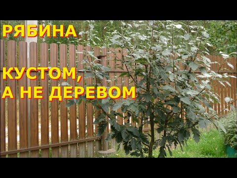Видео: Формировка кустовидной кроны у рябины (на примере рябины шведской)