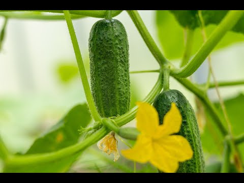 Видео: Огурцы - натуральные средства для роста и развития