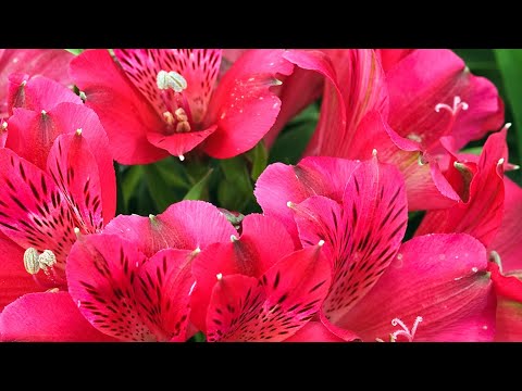 Видео: Альстромерия, черенкование, мой опыт выращивания.