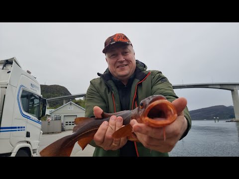 Видео: Утаскивает удочки. Процент растёт. Вечер даёт. Рыбалка