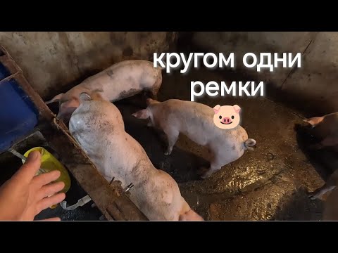 Видео: На мясо нет никого 😱 один ремонтный молодняк 