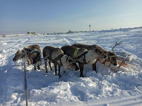 Видео: Тарко-Сале. День оленевода 2023