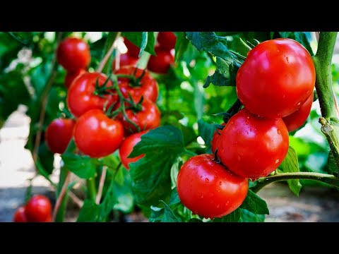 Видео: Правильный полив томатов  Как и когда поливать помидоры для отличного урожая