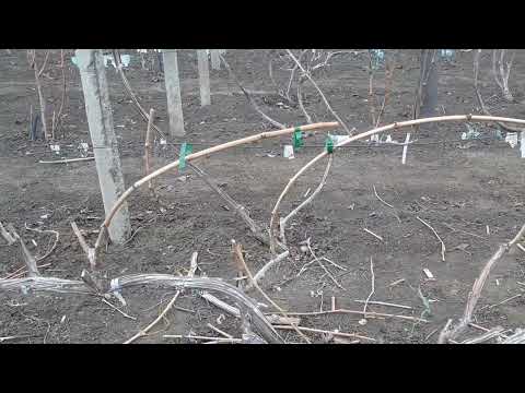 Видео: Когда и чем обрабатывать виноград и деревья по голой лозе весной