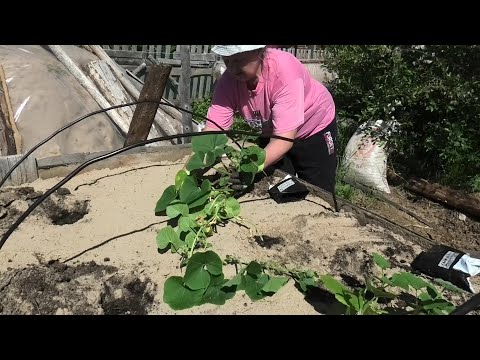 Видео: 15-18 06 24г высадка бахчевых