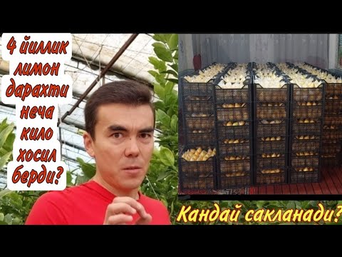 Видео: Лимонни кандай килиб узок вакт саклаш мумкин, ва даромади канча?