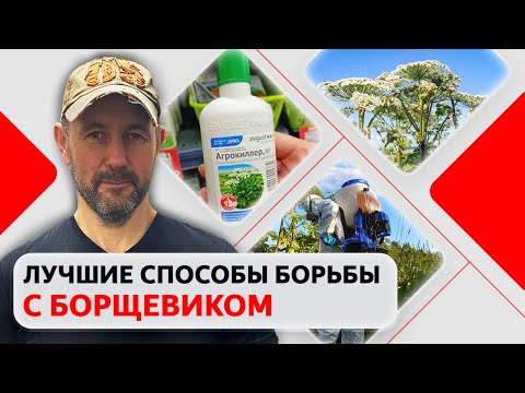 Видео: Как вывести борщевик Сосновского? Рабочие методы борьбы с борщевиком на участке против сорняка