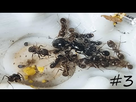 Видео: ЭТИ МУРАВЬИ, ПРОСТО ИМБА!!! /  Муравьиная ферма #3.