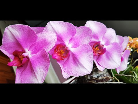 Видео: НЕДОПОСТАВКА орхидей при заказе | Что в посылке