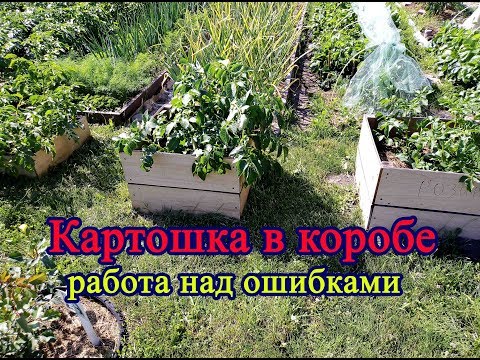 Видео: Картофель в коробе.  Работа над ошибками