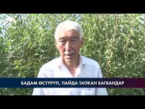 Видео: Бадам өстүрүп, пайда тапкан багбандар