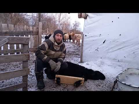 Видео: Кандалы для овец