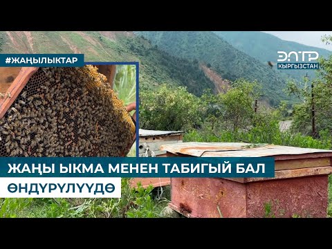 Видео: ЖАҢЫ ЫКМА МЕНЕН ТАБИГЫЙ БАЛ ӨНДҮРҮЛҮҮДӨ
