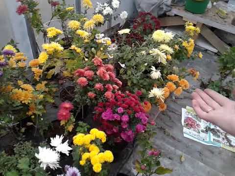 Видео: Хризантема и ее особености выращивания...