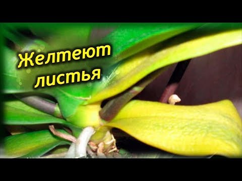 Видео: Что делать Если желтеют листья Орхидеи!  Как спасти Орхидею?