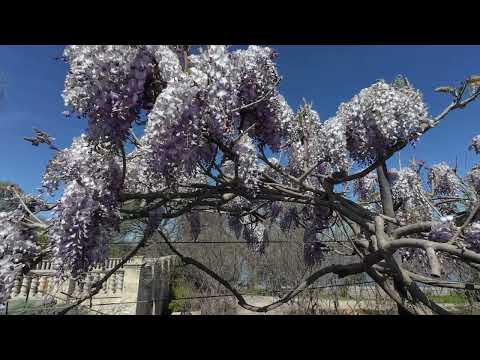 Видео: Ботaнический сад Далласа 25 марта 2025 г.