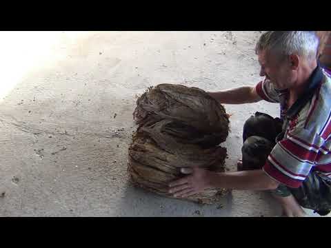 Видео: Проветривание табака после ферментации