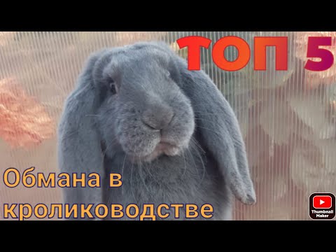 Видео: Как нас обманывают при покупке кроликов.