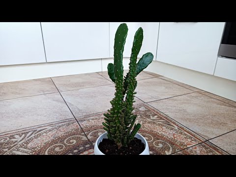 Видео: ОПУНЦИЯ. ПЕРЕСАДКА И УХОД В ДОМАШНИХ УСЛОВИЯХ