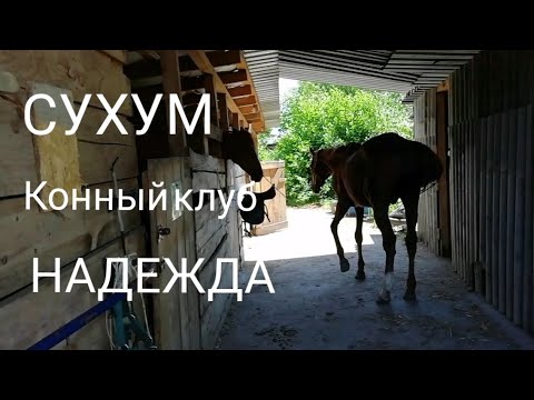 Видео: СУХУМ. Конный клуб НАДЕЖДА