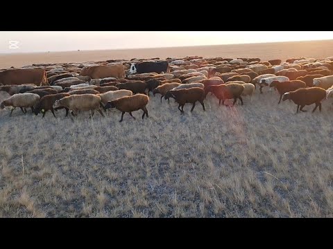 Видео: Ауыл тынысы.Қойлар,сиырлар.