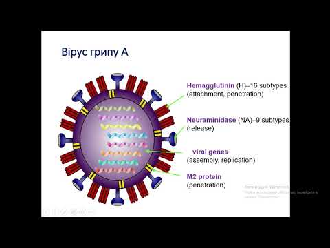 Видео: ВЕБІНАР:ГРИП.ВАКЦИНАЦІЯ(ЧАСТИНА-1).