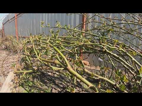 Видео: Открытие роз весной.
