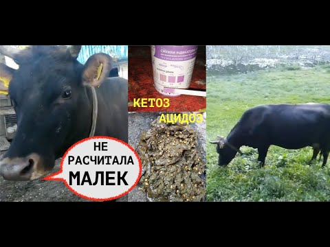 Видео: КОРОВА СОЖРАЛА ПОЛМЕШКА ЗЕРНА ИЛИ ОСТРЫЙ АЦИДОЗ РУБЦА