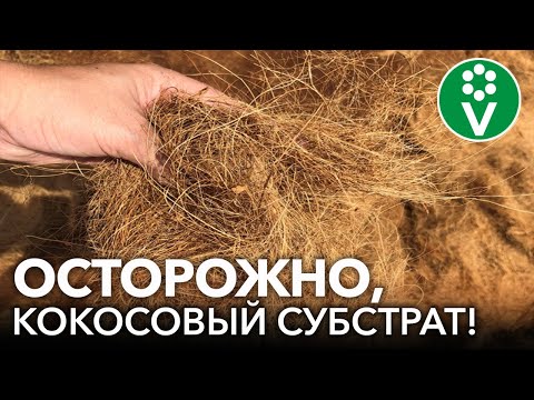 Видео: ВСЯ ПРАВДА О КОКОСОВОМ СУБСТРАТЕ ДЛЯ РАССАДЫ И НЕ ТОЛЬКО! Плюсы и минусы кокосового волокна